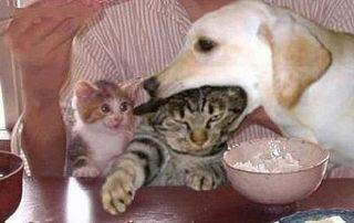 動物って恐ろしいと思った体験