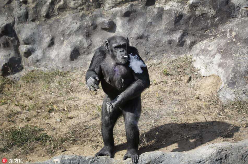 動物って恐ろしいと思った体験