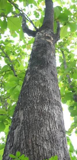オダギリジョー「主役やりたくない」と嘆き節？