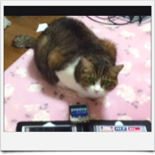 ペットの甘えん坊エピソード