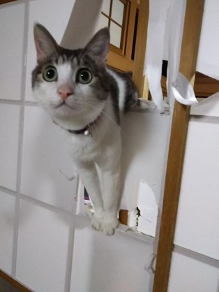 ペットに対して親バカな方
