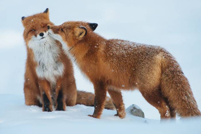可愛いキスの画像を貼っていくトピ