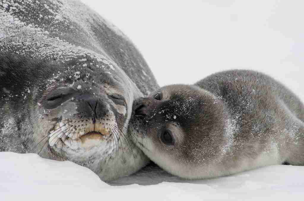 可愛いキスの画像を貼っていくトピ