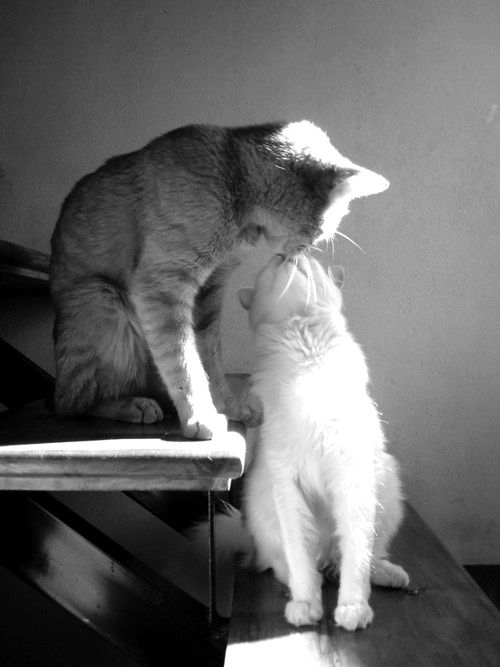 可愛いキスの画像を貼っていくトピ