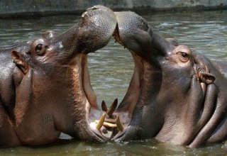 可愛いキスの画像を貼っていくトピ