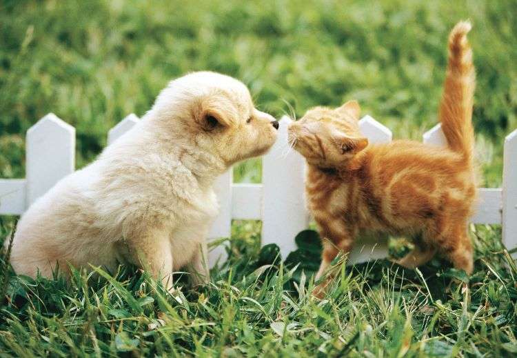 可愛いキスの画像を貼っていくトピ