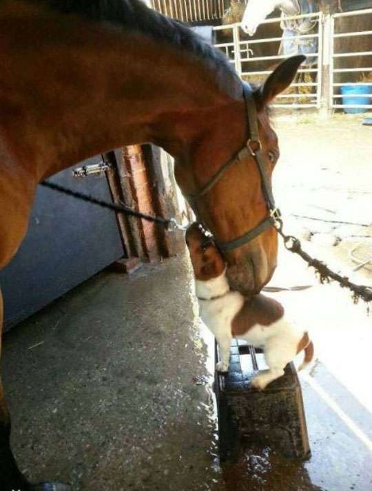 可愛いキスの画像を貼っていくトピ