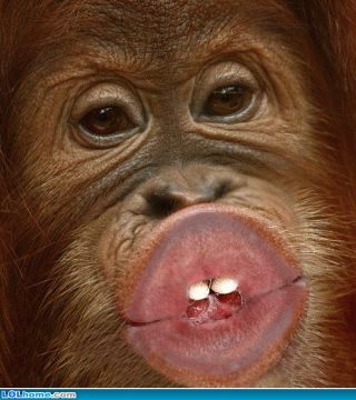 可愛いキスの画像を貼っていくトピ