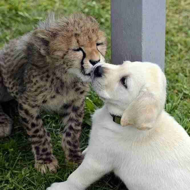 可愛いキスの画像を貼っていくトピ