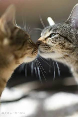 可愛いキスの画像を貼っていくトピ