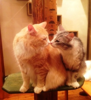可愛いキスの画像を貼っていくトピ