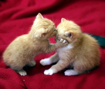 可愛いキスの画像を貼っていくトピ