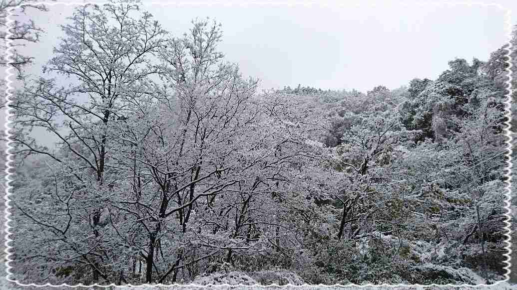 雪が降っている地域の方、現況報告をお願いします。