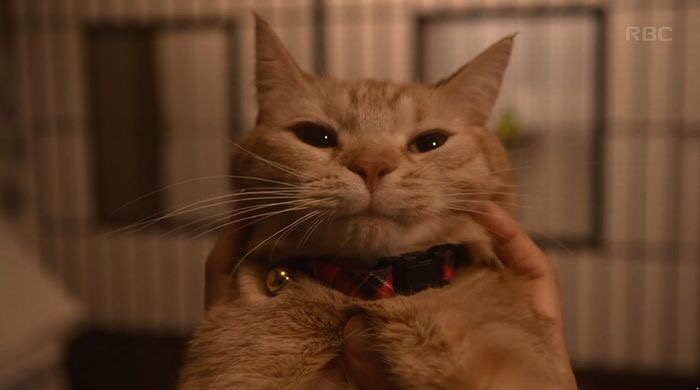 ドラマ【ダメなわたしに恋してください】見ててハマった方！