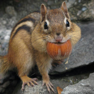 食いしん坊な動物の画像