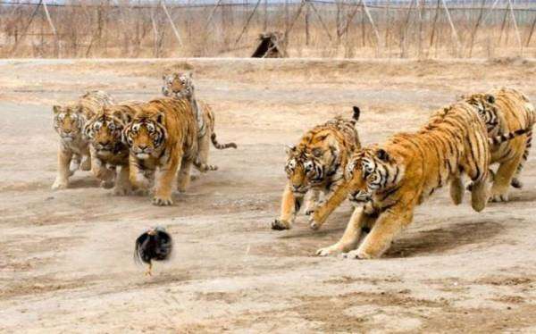 食いしん坊な動物の画像