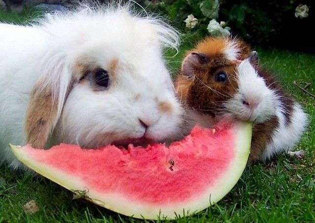 食いしん坊な動物の画像