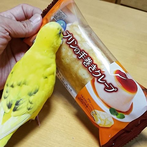 食いしん坊な動物の画像