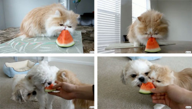 食いしん坊な動物の画像