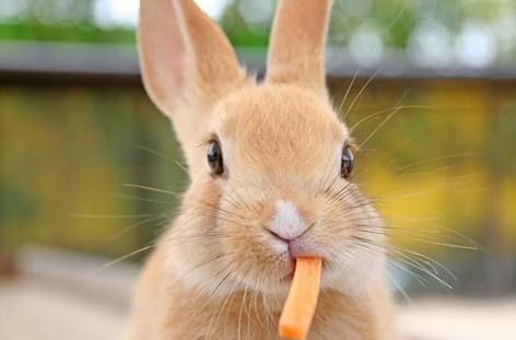 食いしん坊な動物の画像