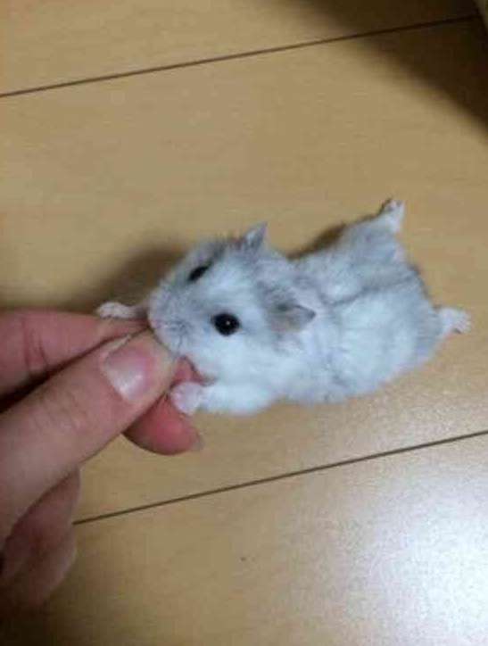 食いしん坊な動物の画像