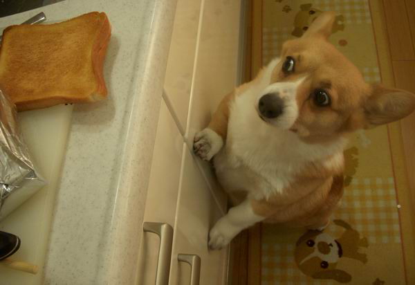 食いしん坊な動物の画像