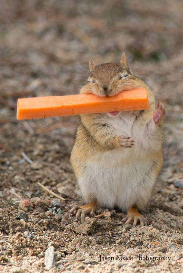 食いしん坊な動物の画像
