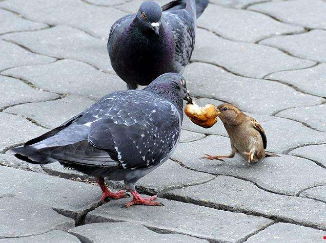 食いしん坊な動物の画像