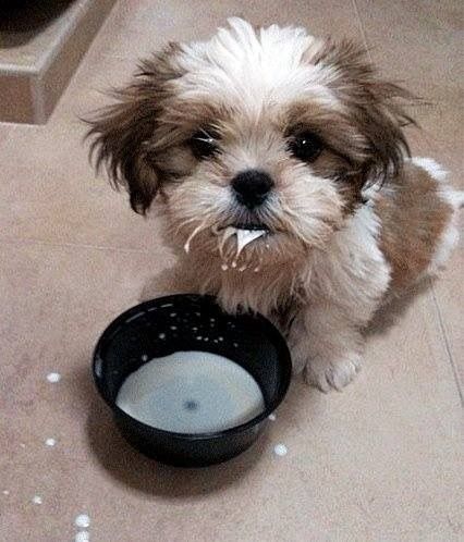 食いしん坊な動物の画像