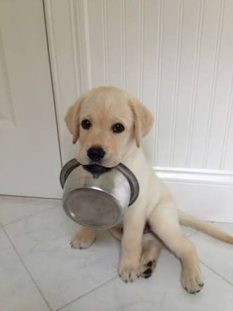 食いしん坊な動物の画像