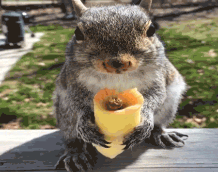 食いしん坊な動物の画像