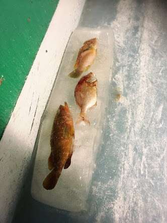 スペースワールド 魚5千匹氷漬け展示を中止 批判殺到で