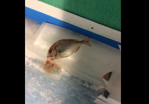 スペースワールド 魚5千匹氷漬け展示を中止 批判殺到で