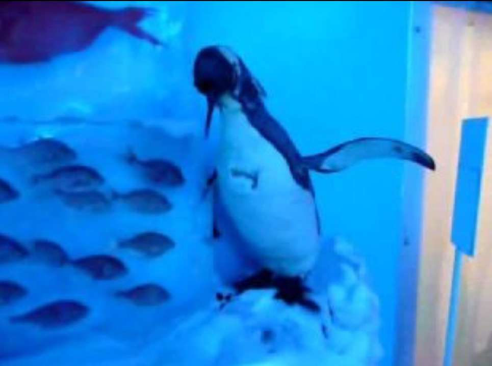 スペースワールド 魚5千匹氷漬け展示を中止 批判殺到で