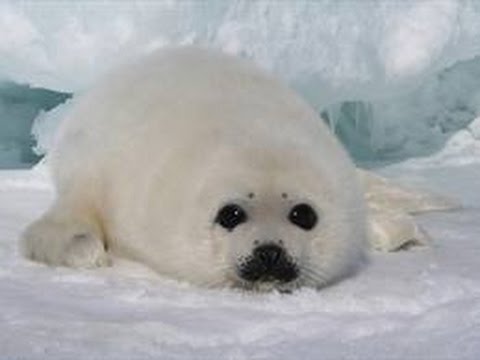 スペースワールド 魚5千匹氷漬け展示を中止 批判殺到で