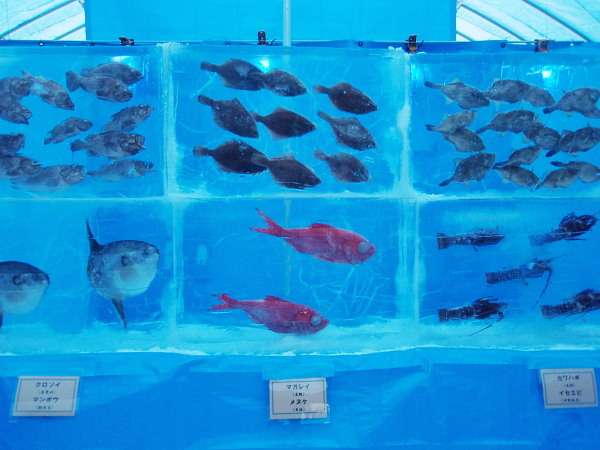 スペースワールド 魚5千匹氷漬け展示を中止 批判殺到で