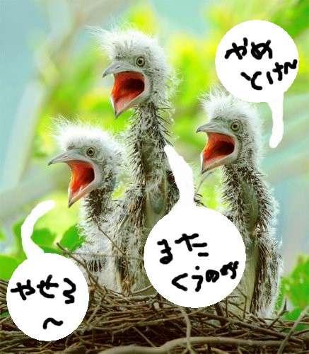 おしゃべりな鳥を飼ったら、、、