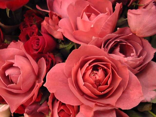 ピンク色が好きな人