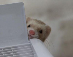 一人が好きな寂しがり屋