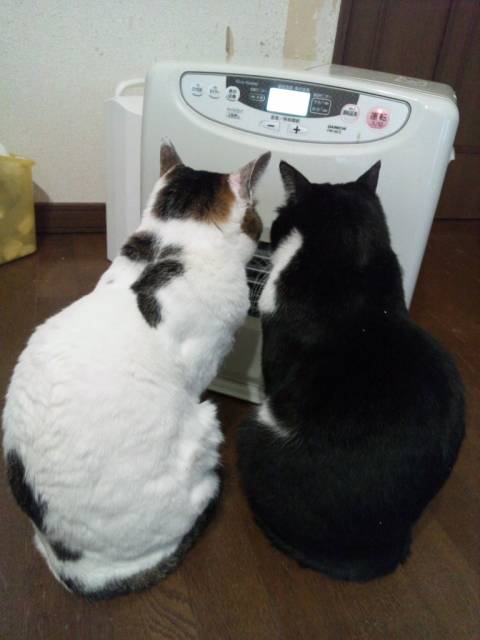 素直に可愛いと思えた画像を貼ってニヤニヤするトピ