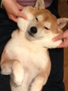 素直に可愛いと思えた画像を貼ってニヤニヤするトピ