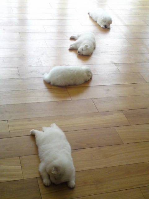 素直に可愛いと思えた画像を貼ってニヤニヤするトピ