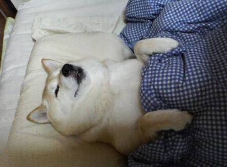 素直に可愛いと思えた画像を貼ってニヤニヤするトピ
