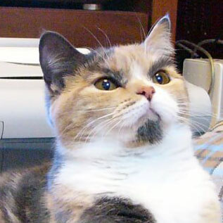 素直に可愛いと思えた画像を貼ってニヤニヤするトピ