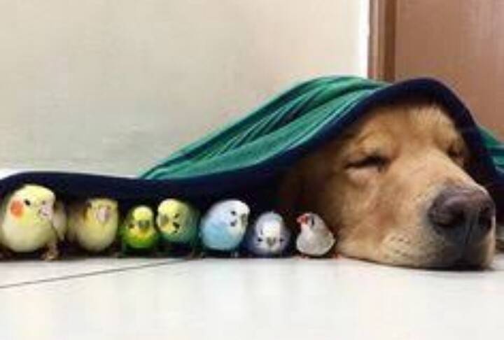 素直に可愛いと思えた画像を貼ってニヤニヤするトピ