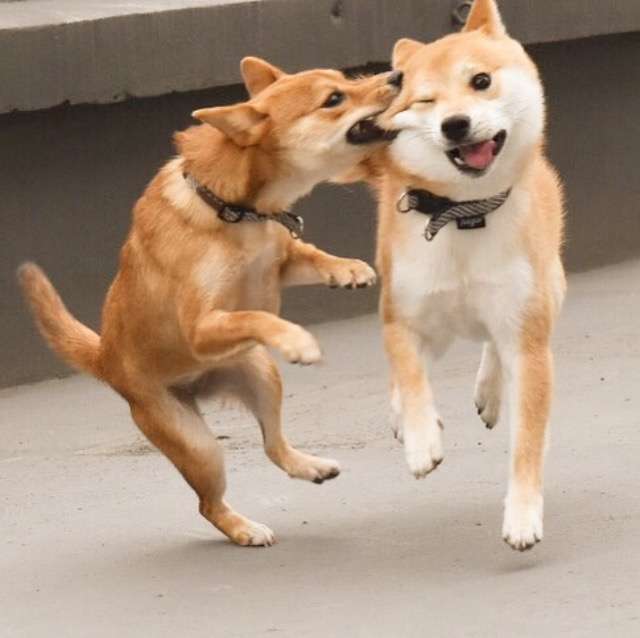 素直に可愛いと思えた画像を貼ってニヤニヤするトピ