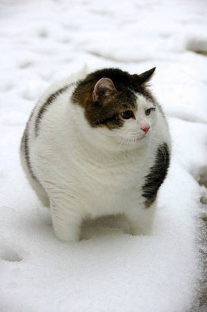素直に可愛いと思えた画像を貼ってニヤニヤするトピ