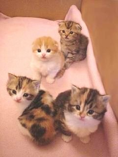 素直に可愛いと思えた画像を貼ってニヤニヤするトピ