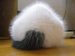 素直に可愛いと思えた画像を貼ってニヤニヤするトピ