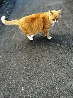 猫好きあるある